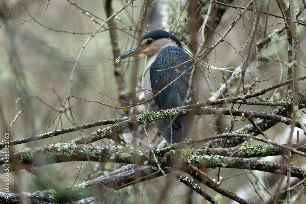 Bihoreau gris, Héron bihoreau,.Nycticorax nycticorax, Black crowned ...