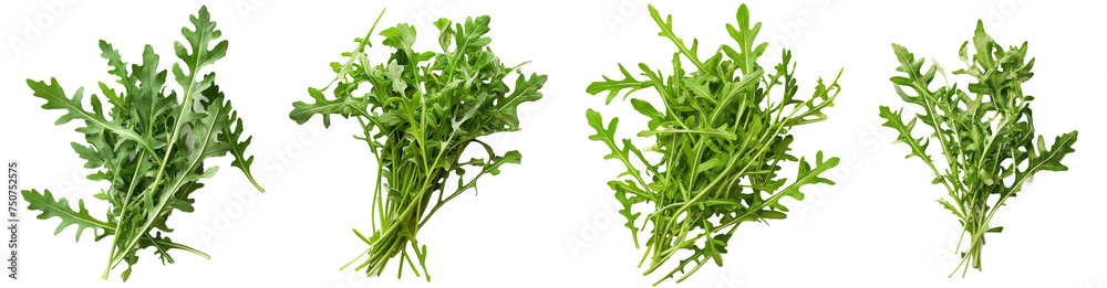 Fresh arugula bunches isolated on transparent background Fresh arugula bunches isolated on transparent background