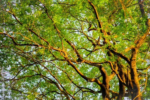 Sunlit Green Leaves on Big Tree Branches in Nature