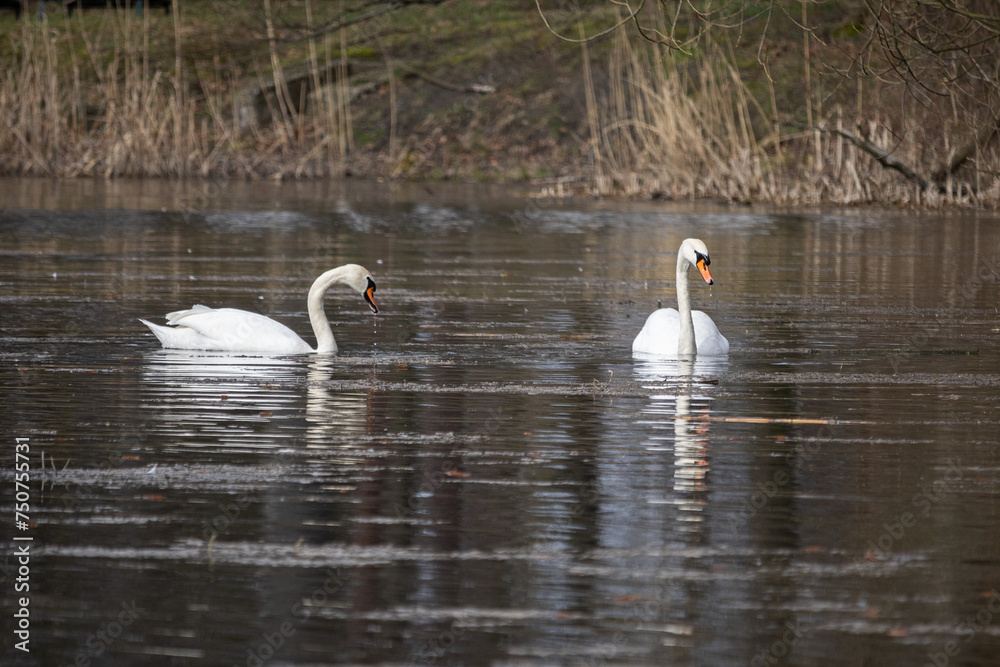 two white swans on the water, swan couple, view from a distance, swan close-up, selective focus two white swans on the water, swan couple, view from a distance, swan close-up, selective focus