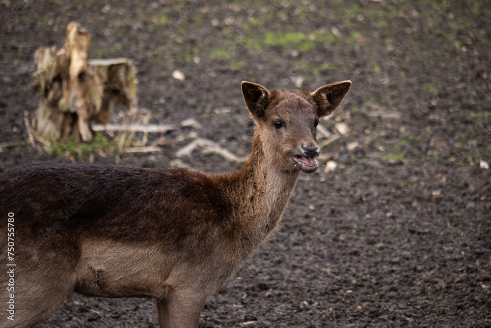 doe with open mouth, doe close-up, deer