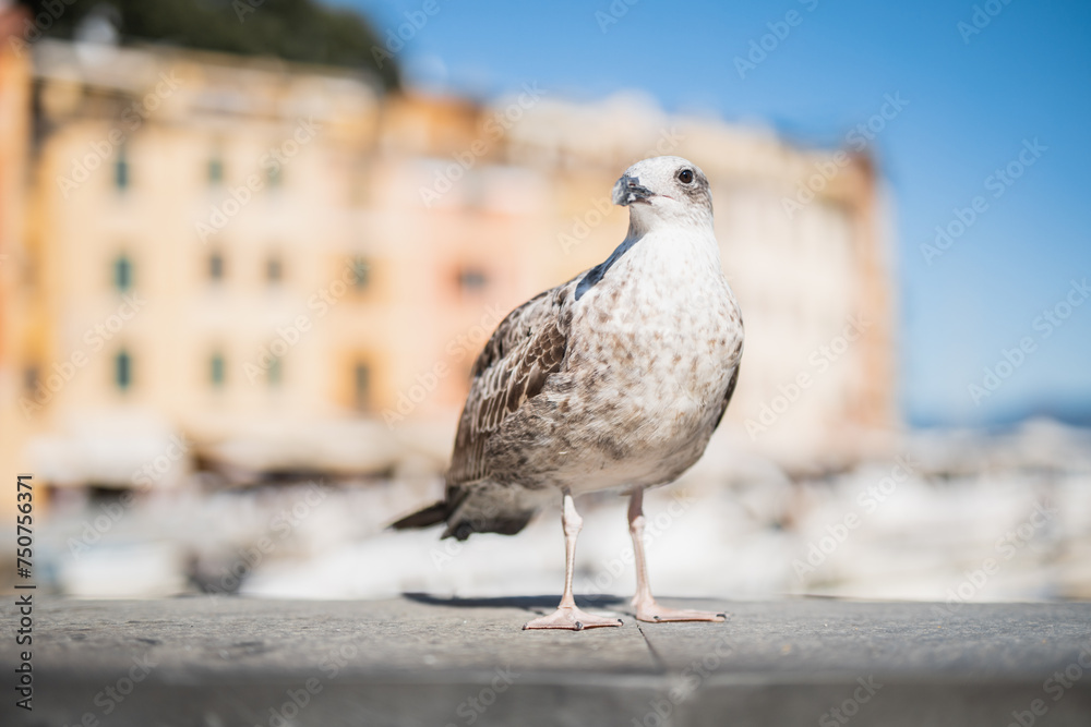 A large sea gull lives near crowded places - people feed wild birds A large sea gull lives near crowded places - people feed wild birds