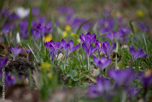 a lot of spring purple crocuses, Czech republic nature