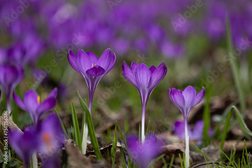 Three symmetrical spring purple crocuses in the foreground. Many crocuses in the background.
