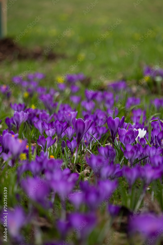a lot of beautiful spring purple crocus flowers, selective focusing, vertical a lot of beautiful spring purple crocus flowers, selective focusing, vertical