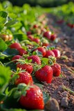 Row of Strawberries Growing in a Field