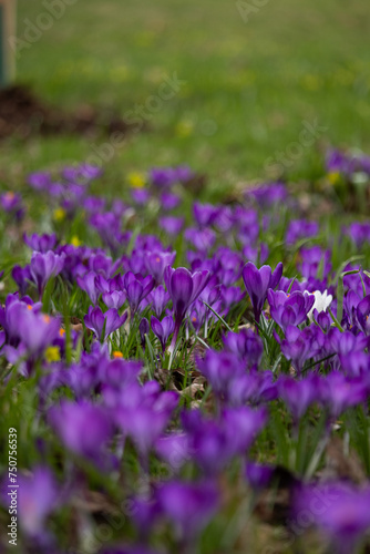 a lot of beautiful spring purple crocus flowers, selective focusing, vertical