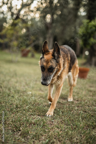 A German Shepherd walks freely and comfortably in the backyard - reliable security for a country house