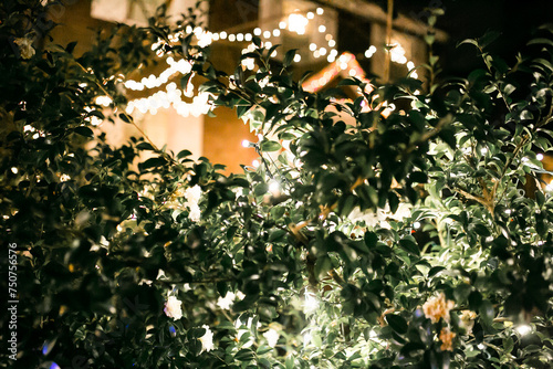 Winter greenery with lights.