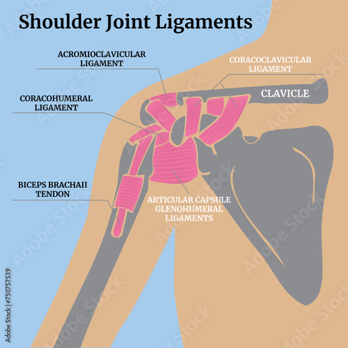 Anatomy of the ligaments of the shoulder joint. Medical banner on a blue background. Vector isolated illustration photo