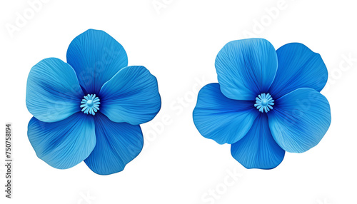 two blue flowers isolated on transparent background cutout