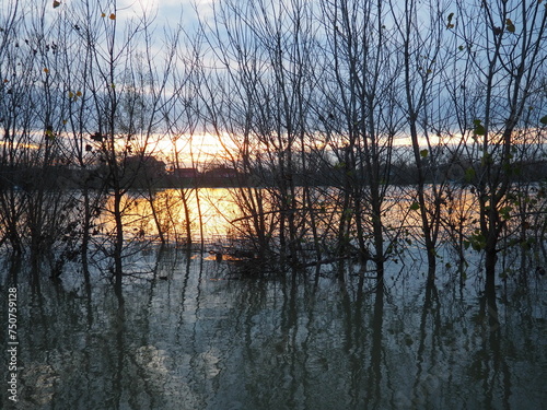 Tranquil scenery sunset at the Sava river, Sremska Macvanska Mitrovica, Serbia. Perfect reflection of trees and afterglow. Backlight and black tree trunks. Habitat and wintering area for ducks, drakes photo