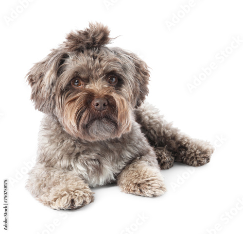 Cute Maltipoo dog lying on white background. Lovely pet