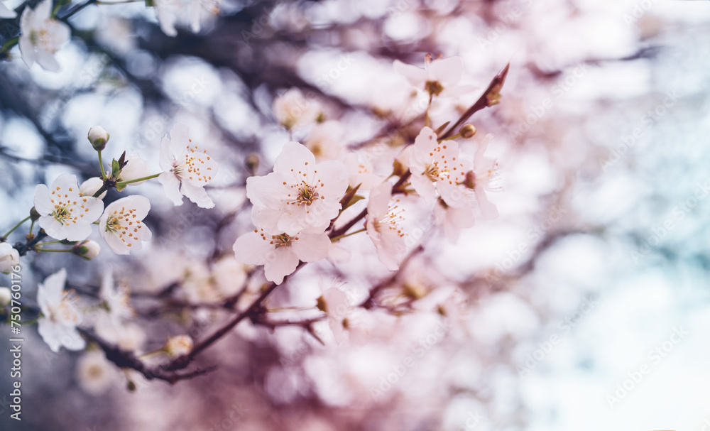 Blooming orchard. Spring background with white flowering branches, soft selective focus, toned Blooming orchard. Spring background with white flowering branches, soft selective focus, toned