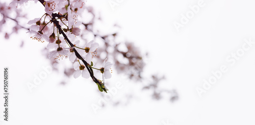 Blooming orchard. Spring background, banner with white flowering branches, soft selective focus, toned, copy space