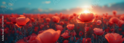 Poppy field at sunset in the spring. Red poppies in sunset light. Summer nature concept. Concept: nature, spring, biology, fauna, environment, ecosystem. Red beauty landscape