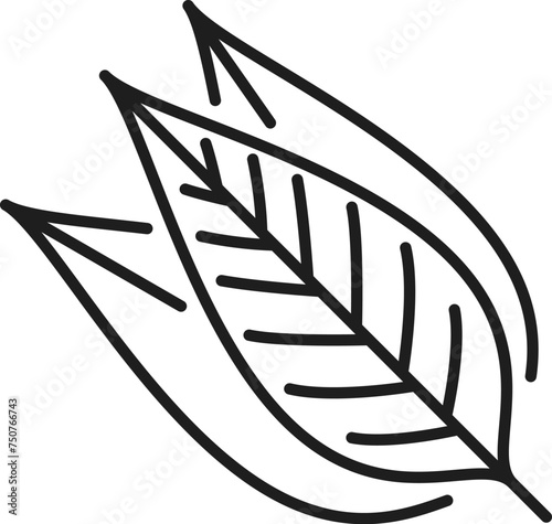 Bay leaf kitchen herb, laurel leaves outline icon. Vector dry bayleaf, bunch of bay leaves, medical herbal laurus plant, cooking herb