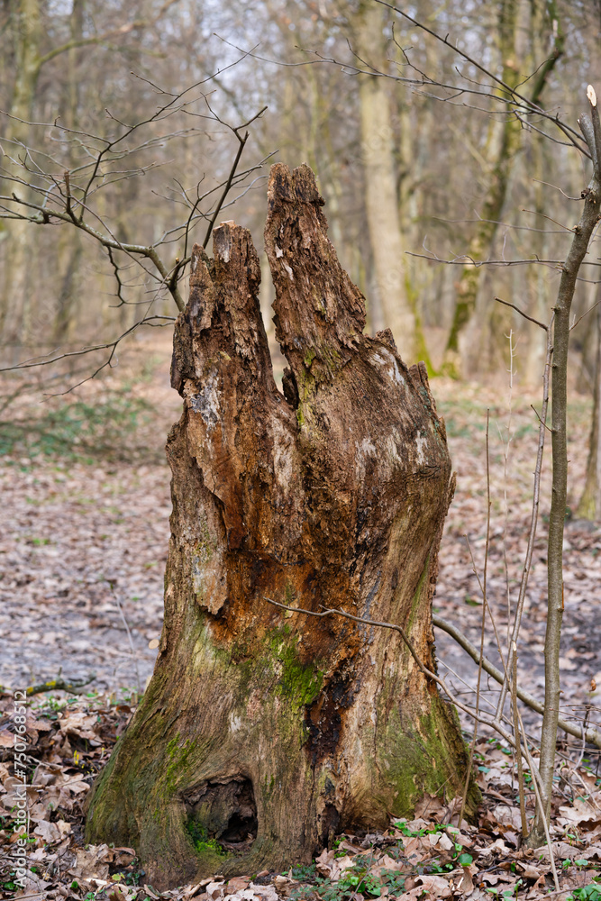 tree trunk in the forest tree trunk in the forest