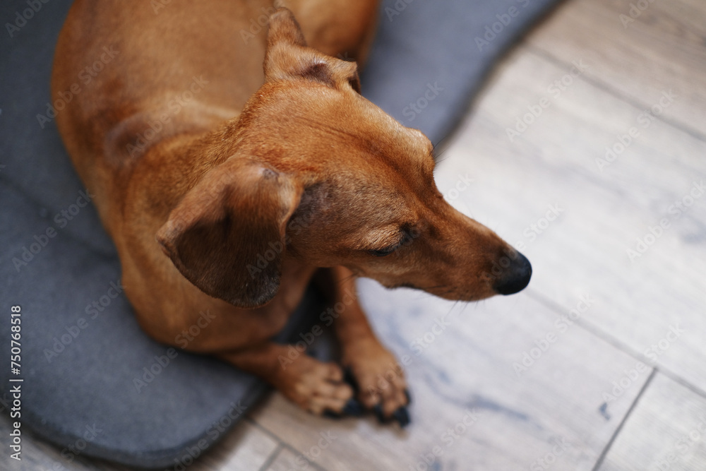 Cute dachshund dog having rest, dachshund dog puppy Cute dachshund dog having rest, dachshund dog puppy
