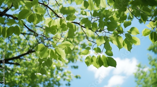 Fresh green leaves blow in the wind. with a clear sky
​,Trees from Beech Tree Branch 