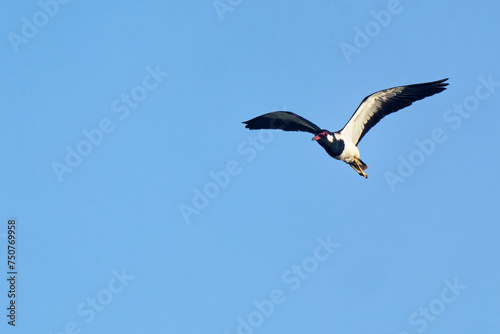 Rotlappenkiebitz im Flug