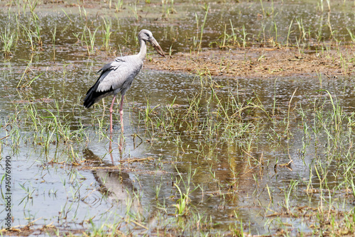 Obraz na plátně Anastomus oscitans- Asian openbill stork in a ricefield