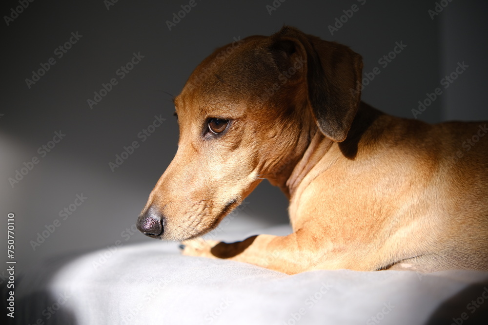 Cute dachshund dog having rest, dachshund dog puppy Cute dachshund dog having rest, dachshund dog puppy
