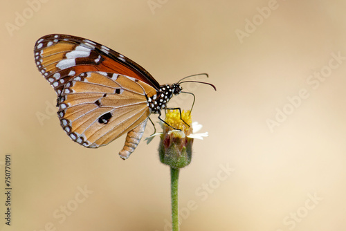Kleiner Monarch auf einer Blüte in Thailand  photo