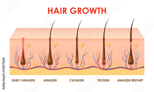 Hair growth cycle or follicles phase with human scalp hair roots structure, vector info diagram. Hair grow cycle anagen, catagen and telogen of hair bulbs phase for trichology medicine infographics