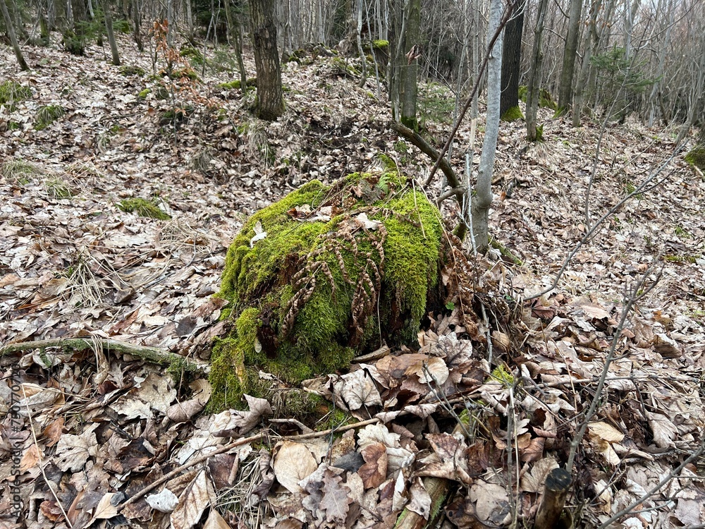 stump covered with moss stump covered with moss