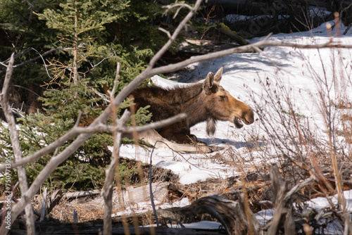 A Moose is taking a sunbath in Yellowstone