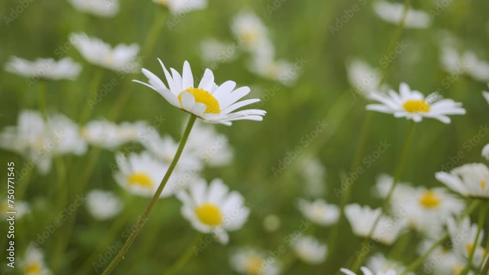 Field of White Daisies in Wind Swaying Close up. White Blooming Chamomile Flowers Summer Field Meadow Close-up. Wildflowers in Nature Spring. Environmental Conservation, Ecosystem. Beautiful Daises. Field of White Daisies in Wind Swaying Close up. White Blooming Chamomile Flowers Summer Field Meadow Close-up. Wildflowers in Nature Spring. Environmental Conservation, Ecosystem. Beautiful Daises.
