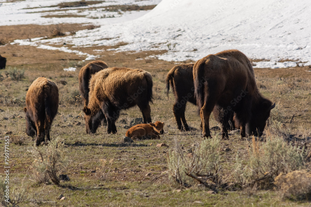 Fototapeta premium Bison herd grazing with a calf in Yellowstone