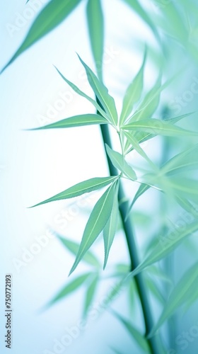 Abstract white green bamboo leaves on soft background