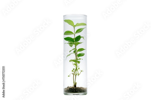 Glass Vase With Plant. A clear glass vase housing a green plant with vibrant leaves sitting on a table against a plain background. Isolated on a Transparent Background PNG.