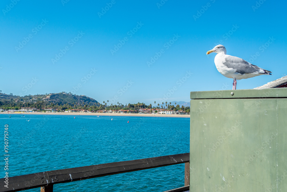 Seagull standing on a metal box with Santa Barbara shore on the background Seagull standing on a metal box with Santa Barbara shore on the background