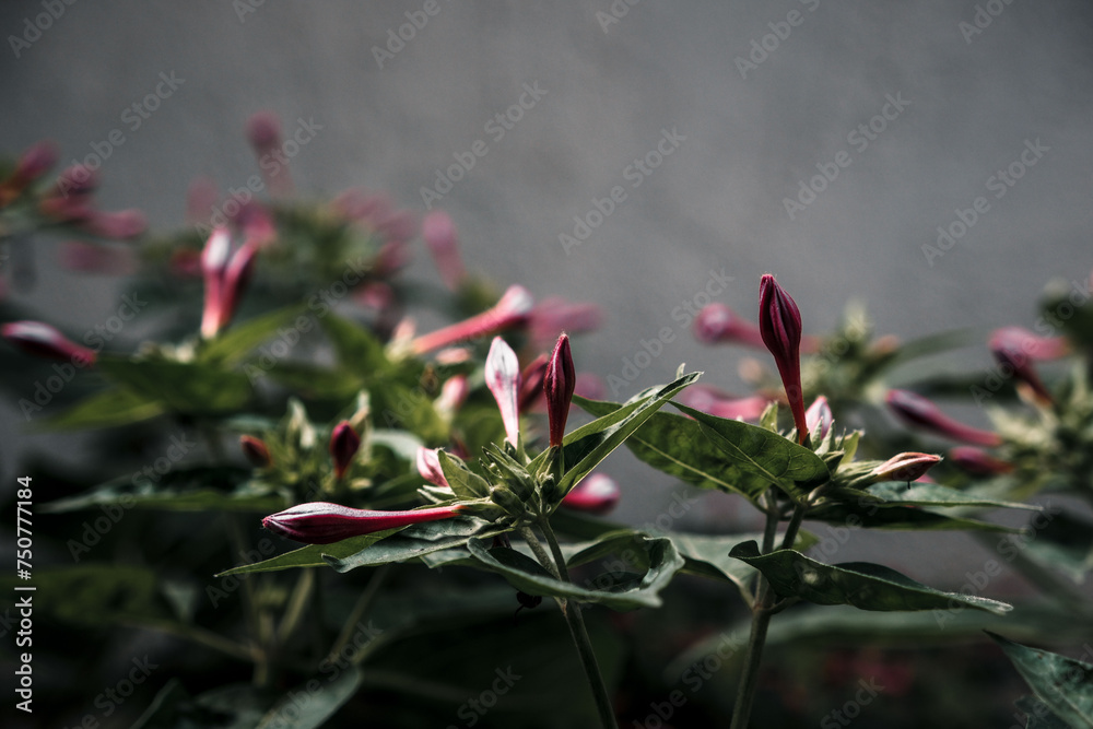 Obraz premium Mirabilis jalapa is growing in garden. Green bush in country garden. Cultivated for its romantic flowers. Marvel of Peru or four o'clock flower