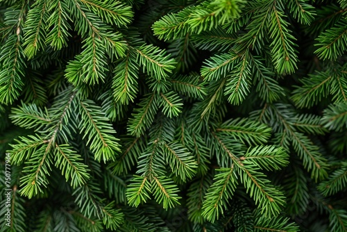 Vibrant textures of dense fir tree foliage © smth.design