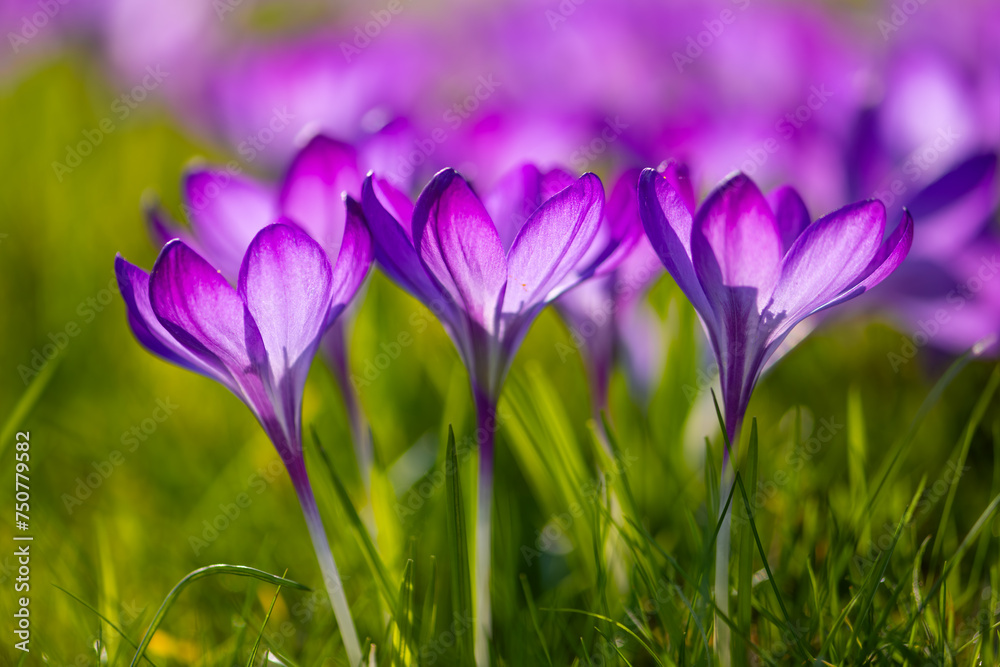 Freshly bloomed purple crocuses in a meadow in March. Colorful, slightly translucent petals shine in low spring sun in a park in Hamburg (Germany). Macro shot with selective focus. Frog perspective. Freshly bloomed purple crocuses in a meadow in March. Colorful, slightly translucent petals shine in low spring sun in a park in Hamburg (Germany). Macro shot with selective focus. Frog perspective.