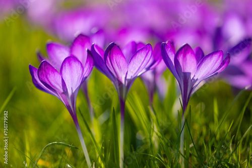 Freshly bloomed purple crocuses in a meadow in March. Colorful, slightly translucent petals shine in low spring sun in a park in Hamburg (Germany). Macro shot with selective focus. Frog perspective.