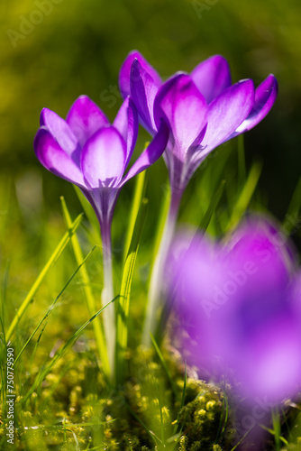 Freshly bloomed purple crocuses in a meadow in March. Colorful, slightly translucent petals shine in low spring sun in a park in Hamburg (Germany). Macro shot with selective focus. Frog perspective.