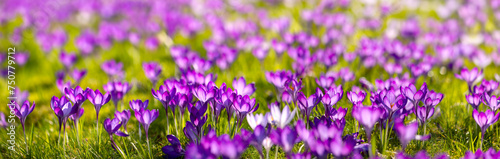 Photos Colorful Crocus panorama