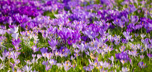 Colorful Crocus panorama. Meadow with hundreds of early bloomer flower with orange stamens and violet, purple, rose, white and lilac petals on a bright spring day. Close up with selective focus.