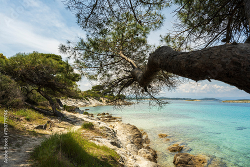 Panoramic view of Karidi beach. Vourvourou, Sithonia, Greece, Halkidiki. Wild beautiful beach with turquoise water. Mediterranean panorama landscape of Karidi sandy beach with pine tree on coast.