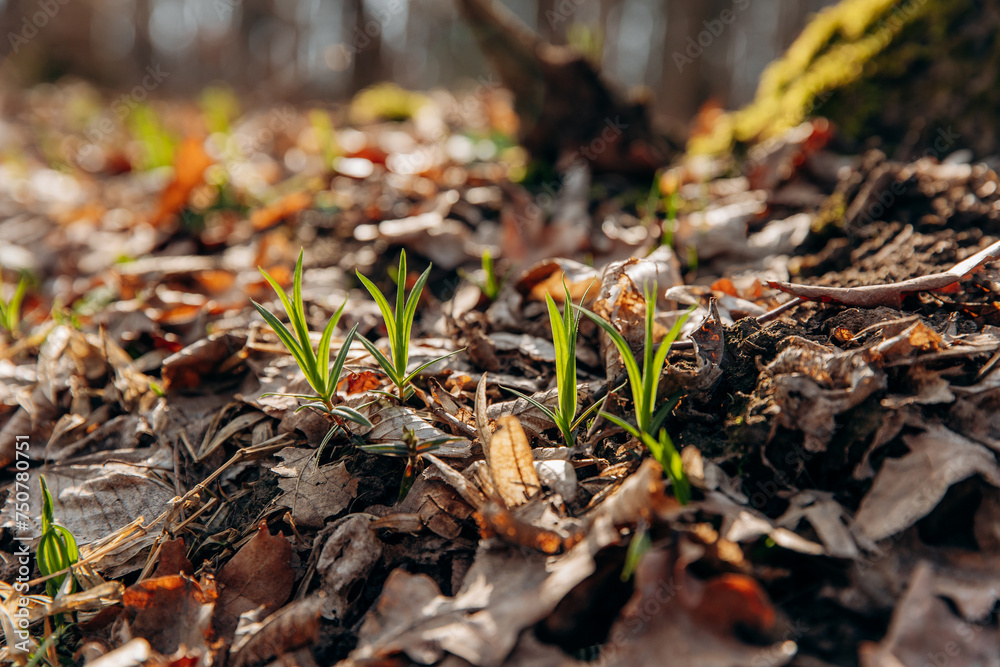 Sprouts of young plants in the forest from under the leaves. The first spring leaves of grass in the forest in the sun Sprouts of young plants in the forest from under the leaves. The first spring leaves of grass in the forest in the sun