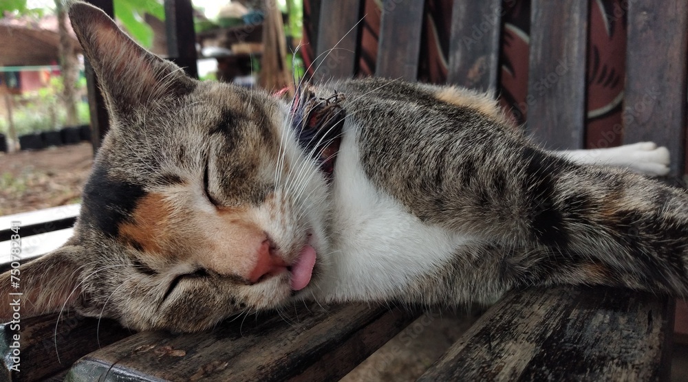 Domestic cat sleeping on a wooden bench in the garden Domestic cat sleeping on a wooden bench in the garden