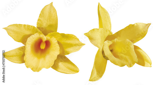 Vanille Blüten