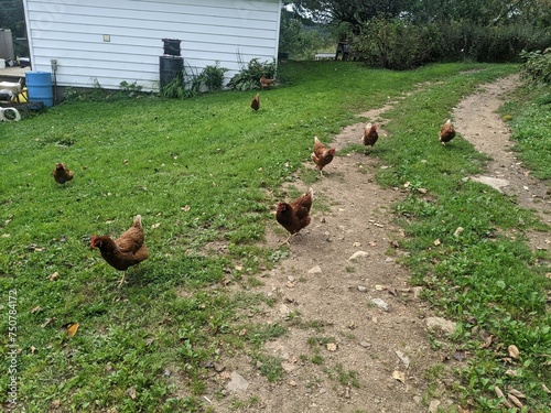 A flock of Red Sex Link Chickens on the grass. Pecking away on a farm in the summer.