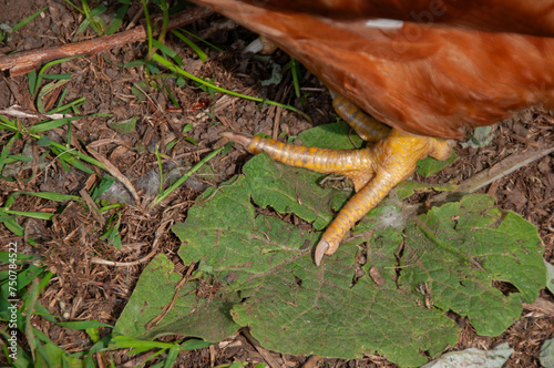 Close-up of a Red Sex Link Chicken foot on the ground. On a farm in the summer (laying hens)