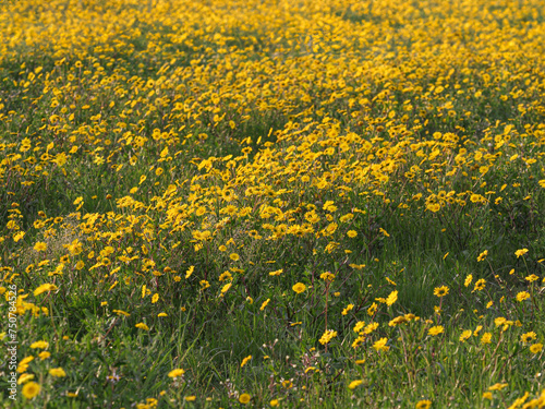 Spring yellow flower carpet